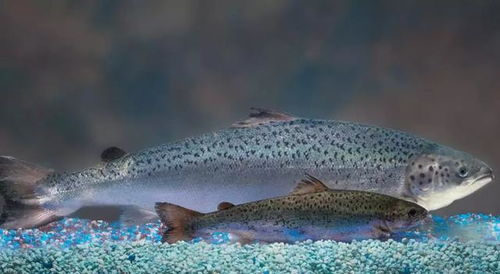被称美国第二大海产品 转基因三文鱼 每年省下200多亿美元