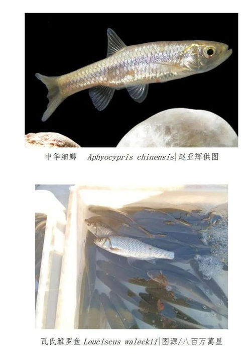 科普 一起来认识北京市重点保护鱼类