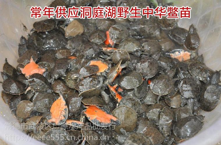 餐饮生鲜 鲜活水产品 龟鳖类 野生甲鱼价格|中华鳖养殖|生态甲鱼批发